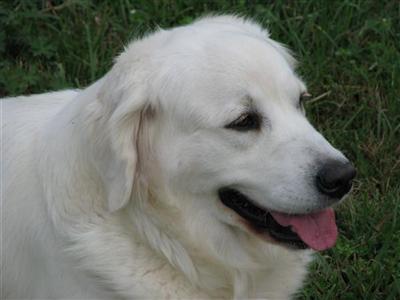 English Goldens